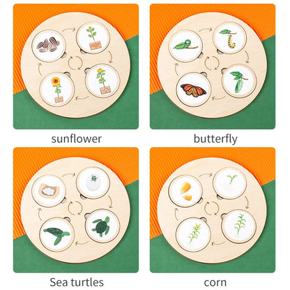 Montessori Life Cycle Learning Kit
