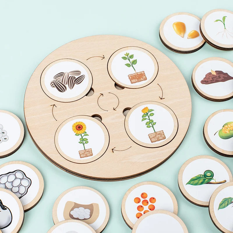 Montessori Life Cycle Learning Kit