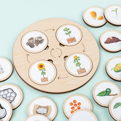 Montessori Life Cycle Learning Kit